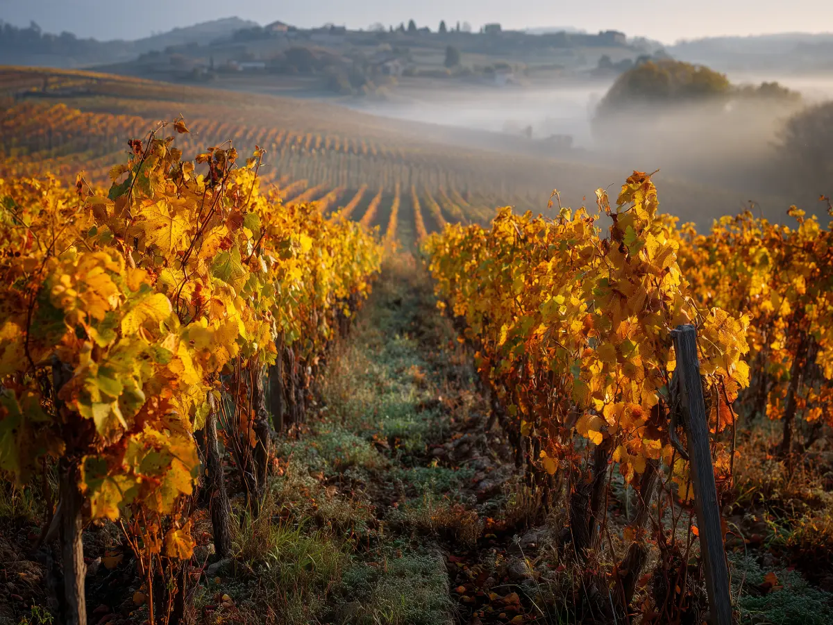 The secret life of a vine shoot in Beaujolais