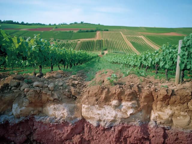 Unraveling the influence of Beaujolais soils